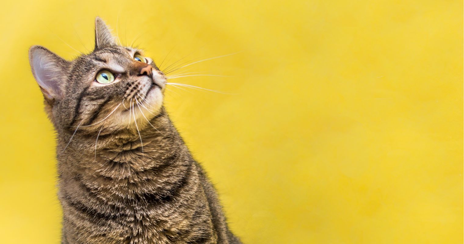 discover-the-world-of-premium-cat-food
